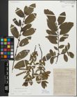 Foto von Salix myrsinifolia Salisb.